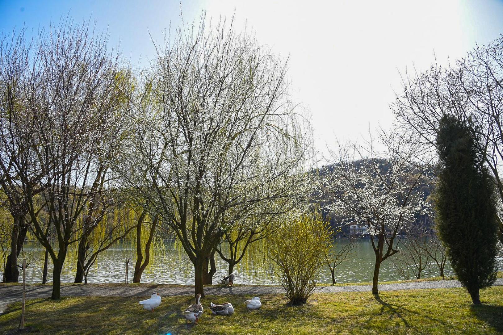Napareuli Lopota Lake Resort & Spa מראה חיצוני תמונה Cherry blossoms at the lake