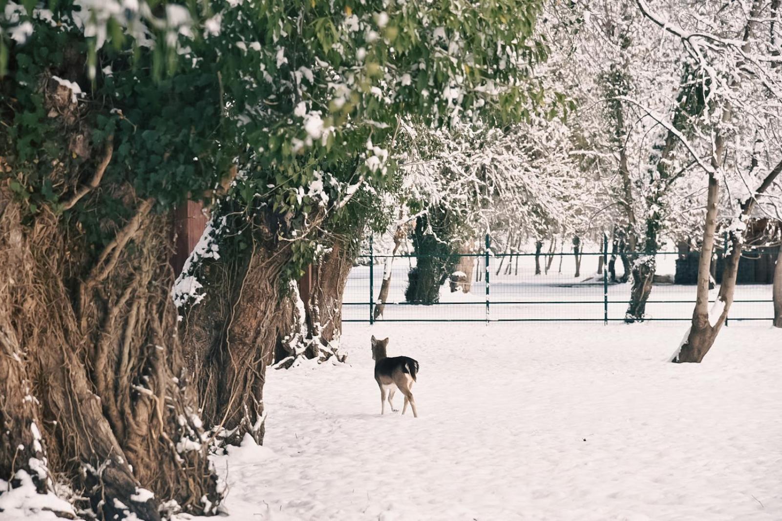 Napareuli Lopota Lake Resort & Spa מראה חיצוני תמונה Deer in the park