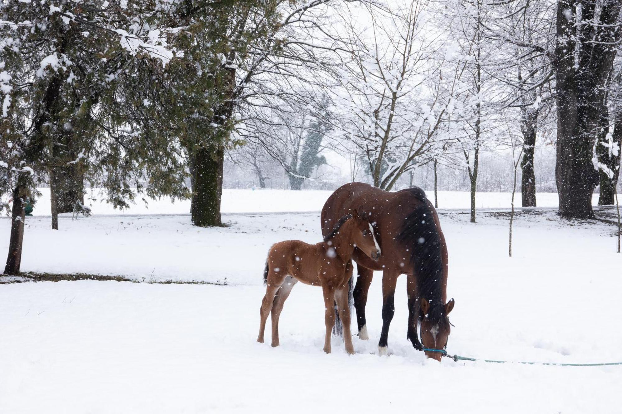 Napareuli Lopota Lake Resort & Spa מראה חיצוני תמונה A mare and her foal in the snow